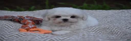 Maltese dogs for sale: Olaf - Ad 7