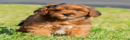 Yorkiepoo dogs for sale: Azrael - Ad 6