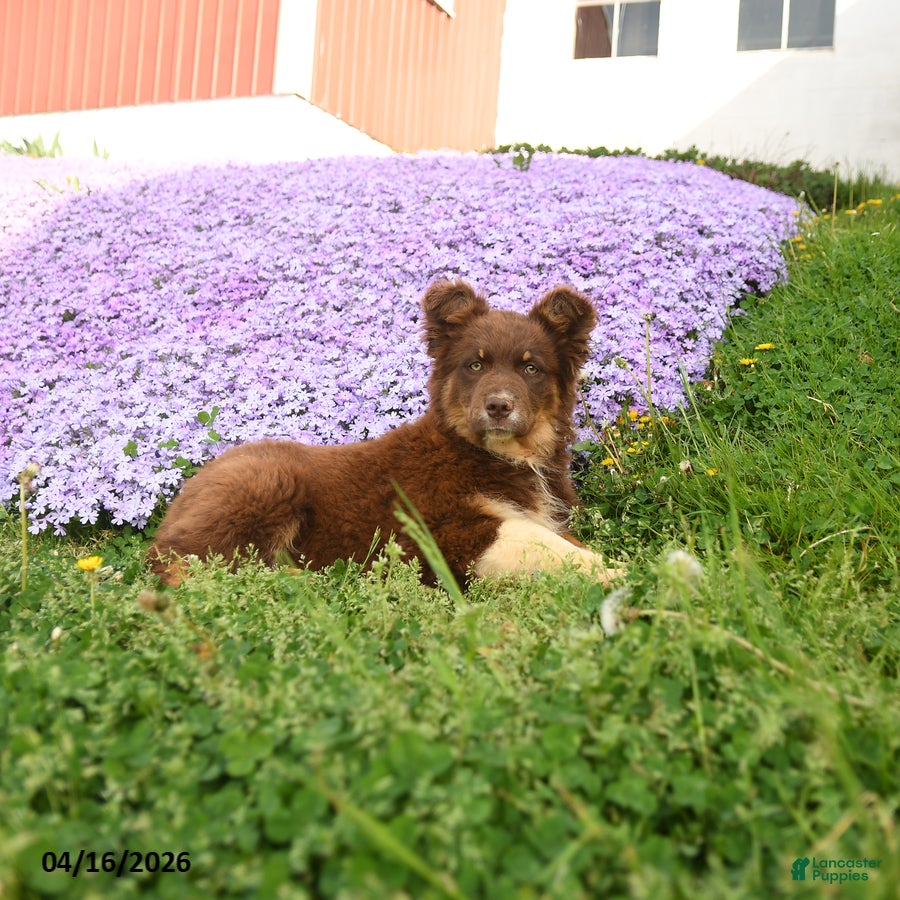 Australian Shepherd dogs Melody  - Ad 1