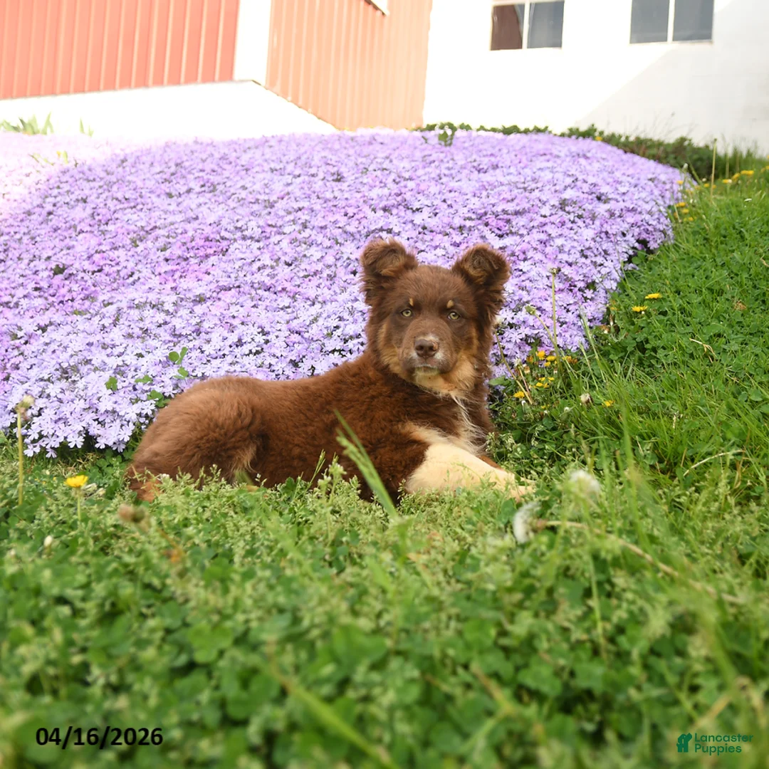Australian Shepherd dogs for sale: Melody  - Ad 1