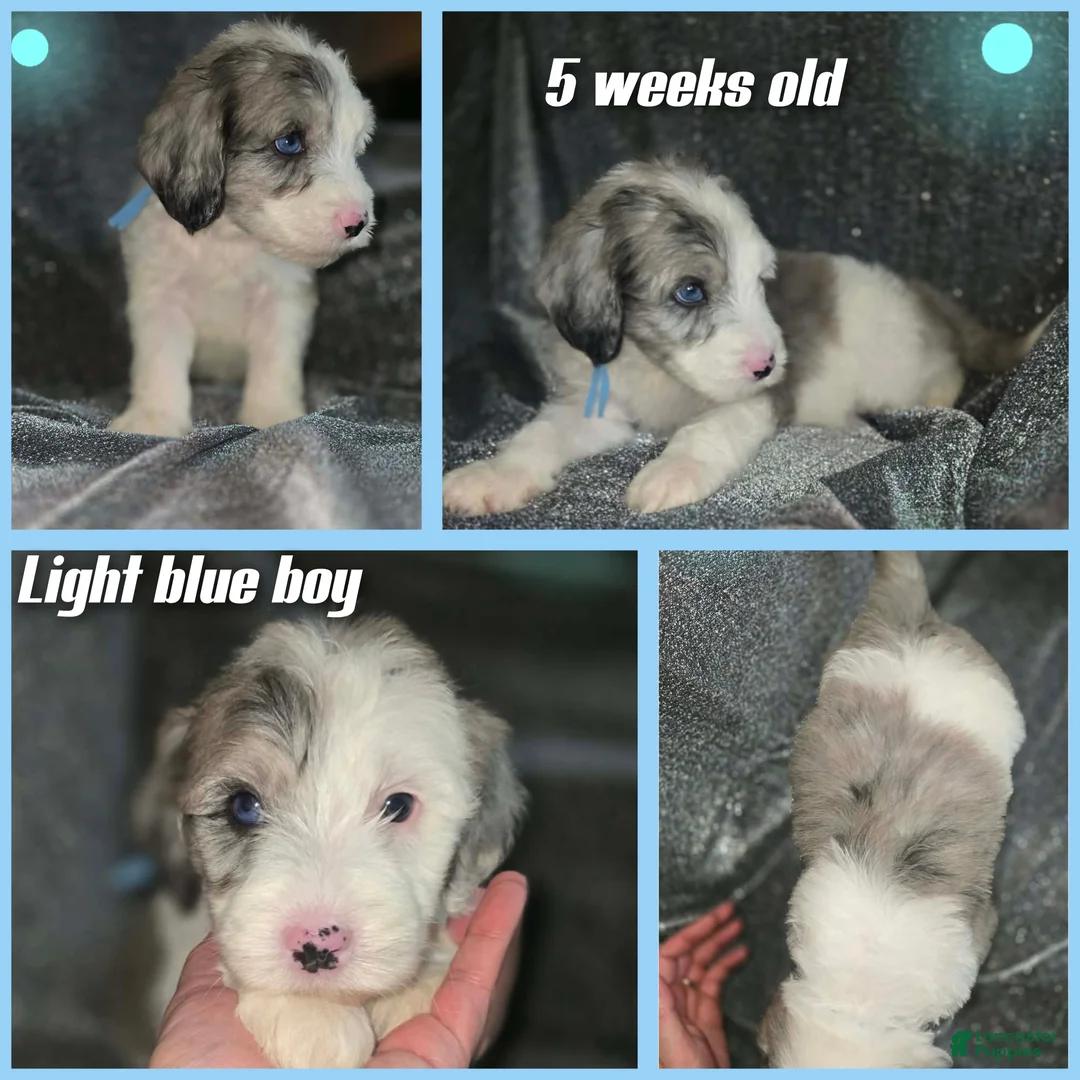 Sheepadoodle dogs for sale: Lotus- light blue collar - Ad 2