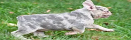 French Bulldog dogs for sale: Rosie - Ad 7