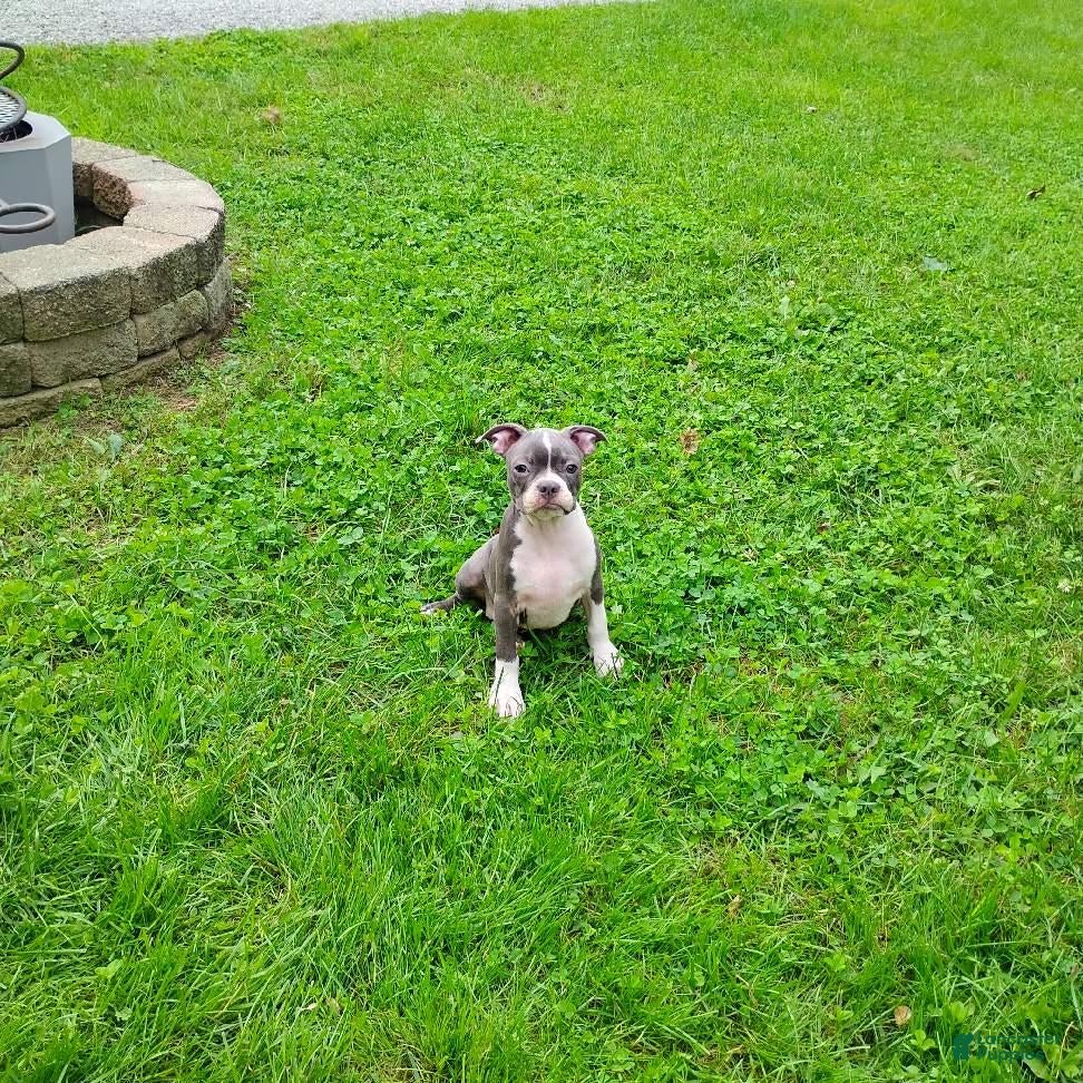 Boston Terrier dogs Razzle - Ad 1