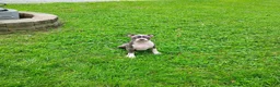 Boston Terrier dogs for sale: Razzle - Ad 1