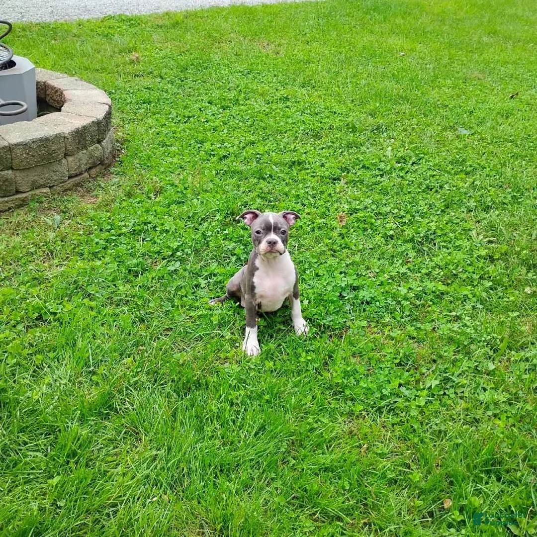 Boston Terrier dogs for sale: Razzle - Ad 1