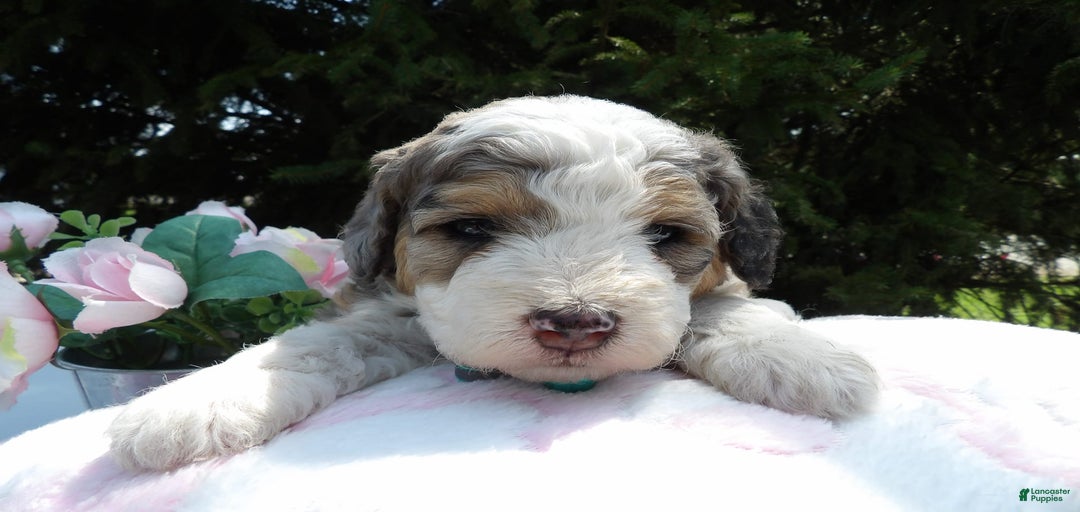 Gallery Image {{count}}