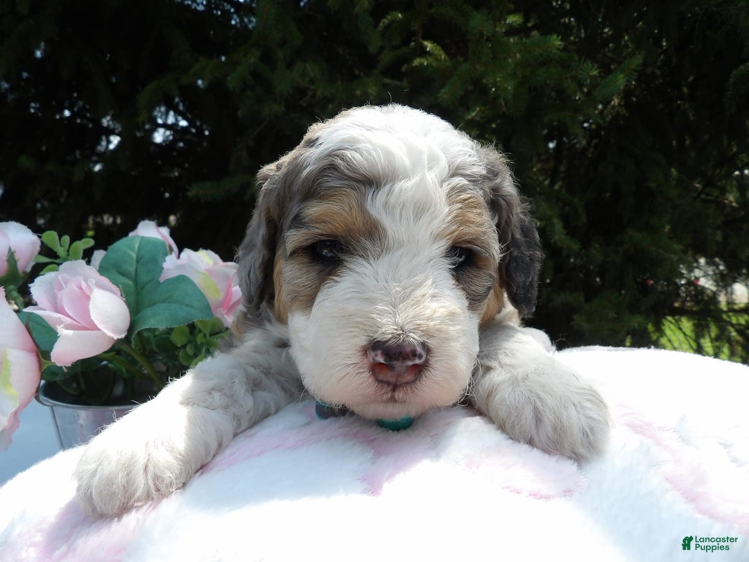 Gallery Image {{count}}