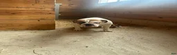 English Bulldog dogs for sale: Bella - Ad 11