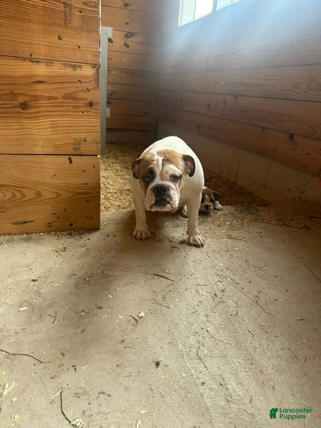 English Bulldog dogs for sale: Bella - Ad 11