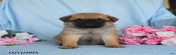 Pug dogs for sale: Gracie - Ad 5