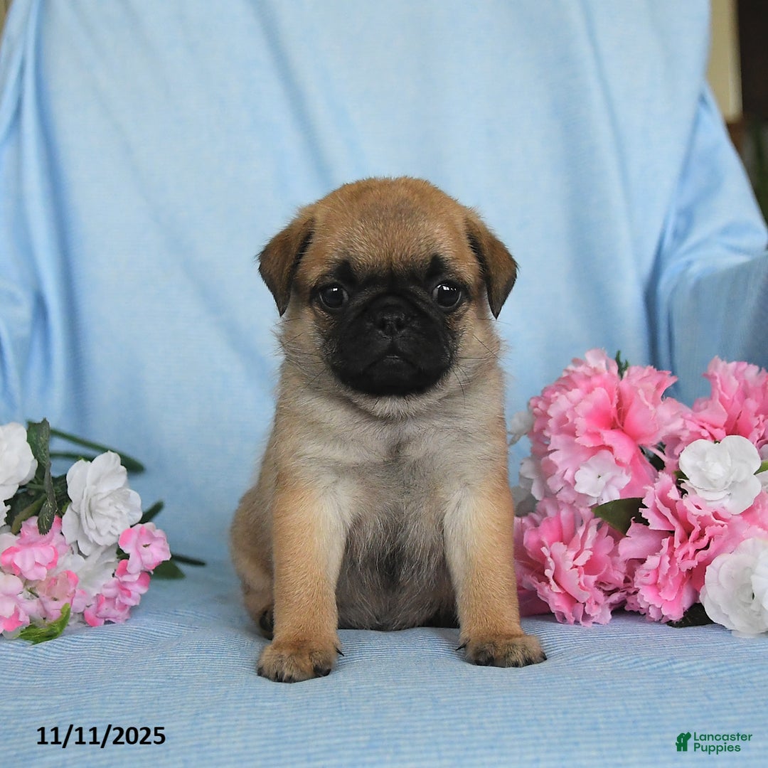 Pug dogs for sale: Gracie - Ad 5