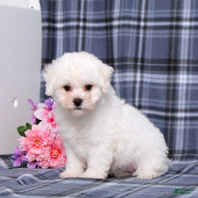 Bichon Frise dogs Natalie - Ad 1