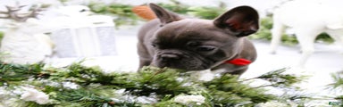 French Bulldog Puppy 4