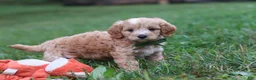Cavapoo dogs for sale: Jett - Ad 6