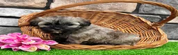 Havanese dogs for sale: Nancy - Ad 7