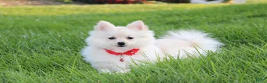 Cooper 