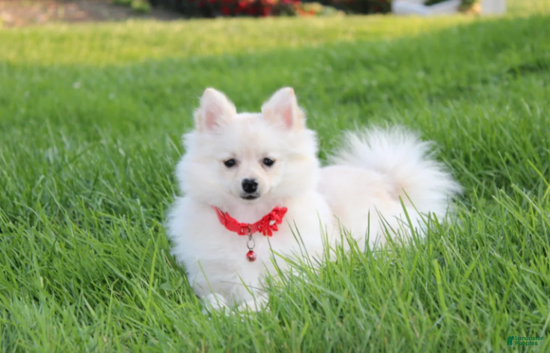 Pomeranian dogs for sale: Cooper  - Ad 1