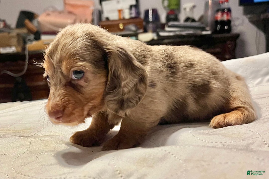 Miniature Dachshund dogs for sale: Miniature Dachshund Puppy 1 - Ad 6