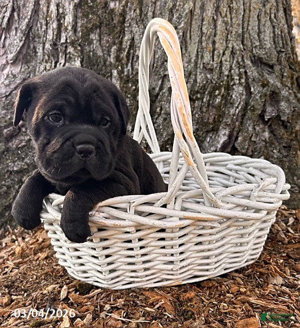 Mini Hippo dogs Indie - Ad 2