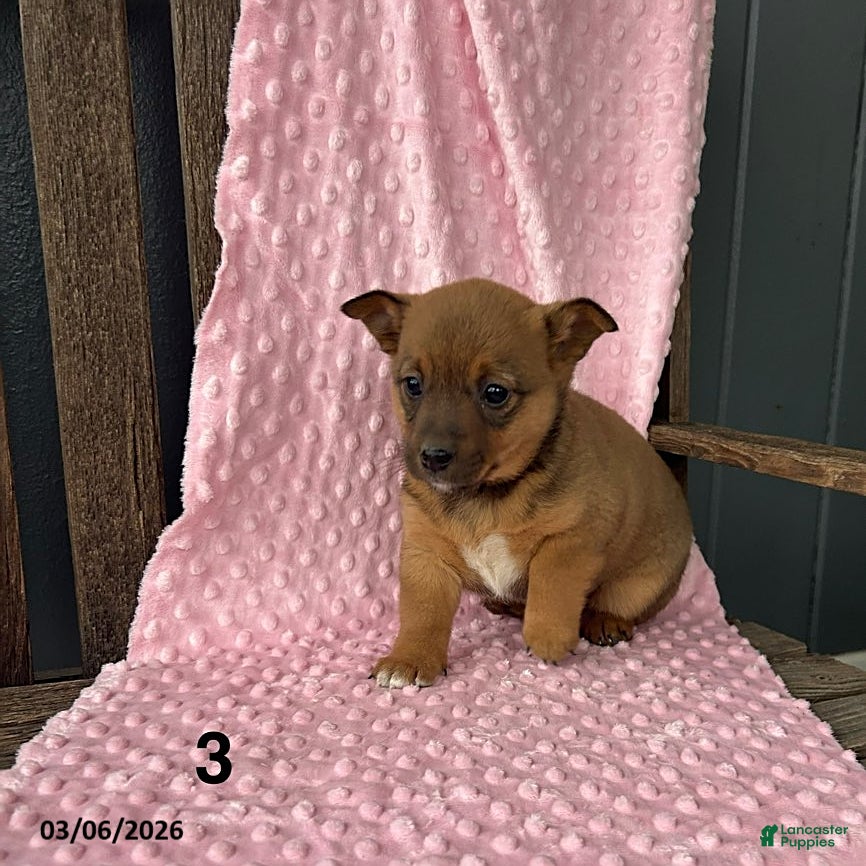 Mixed Breed dogs Tina - Ad 2