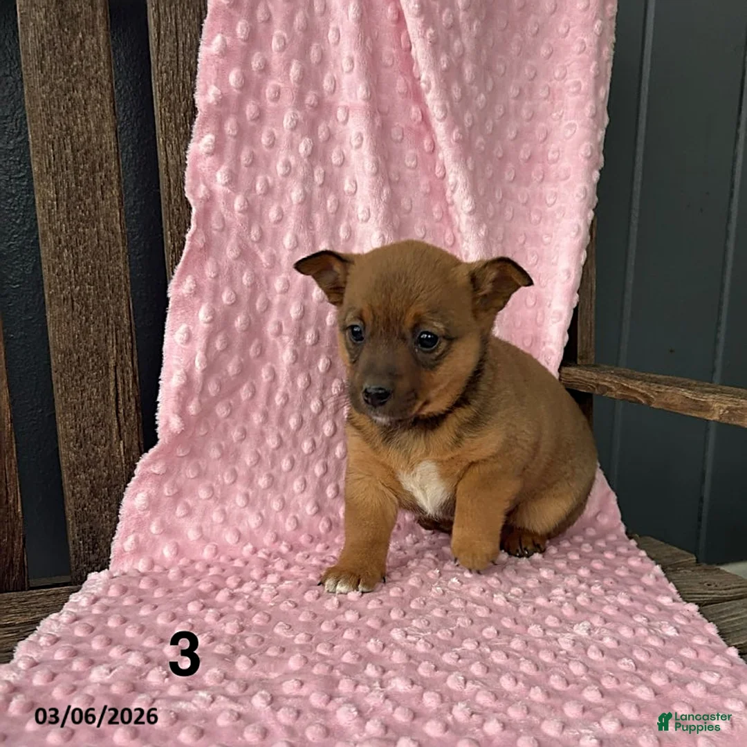 Mixed Breed dogs for sale: Tina - Ad 2