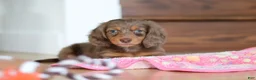 Miniature Dachshund dogs for sale: Callie - Ad 2