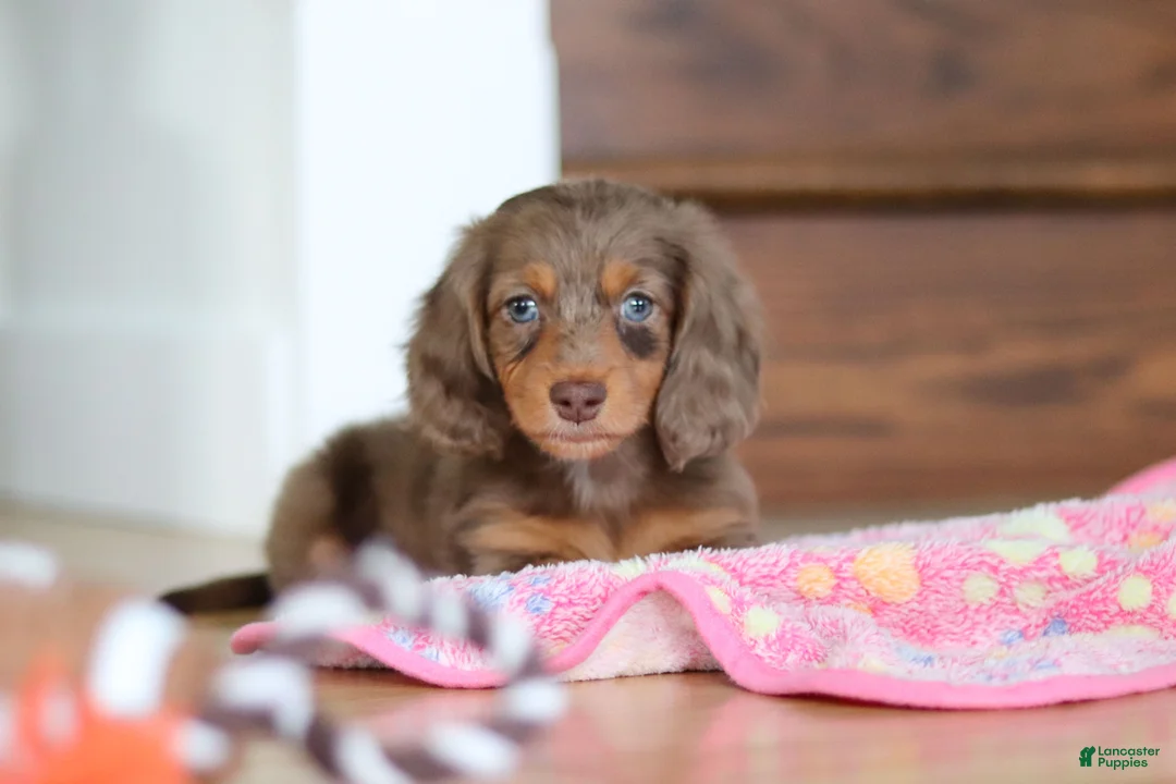 Miniature Dachshund dogs for sale: Callie - Ad 2
