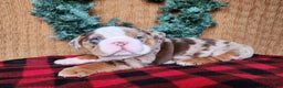 English Bulldog dogs for sale: Frisco - Ad 6