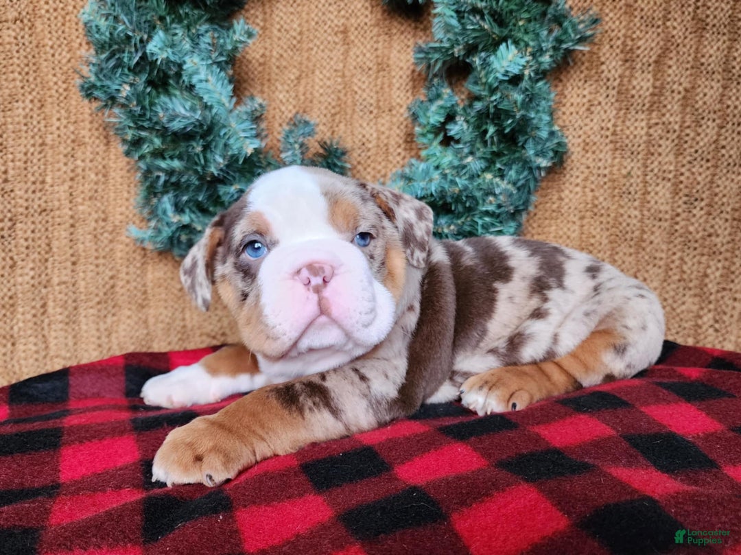 English Bulldog dogs for sale: Frisco - Ad 6