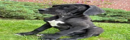 Great Dane dogs for sale: Akoye  - Ad 3