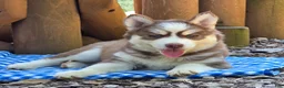 Siberian Husky dogs for sale: Fluffy - Ad 4