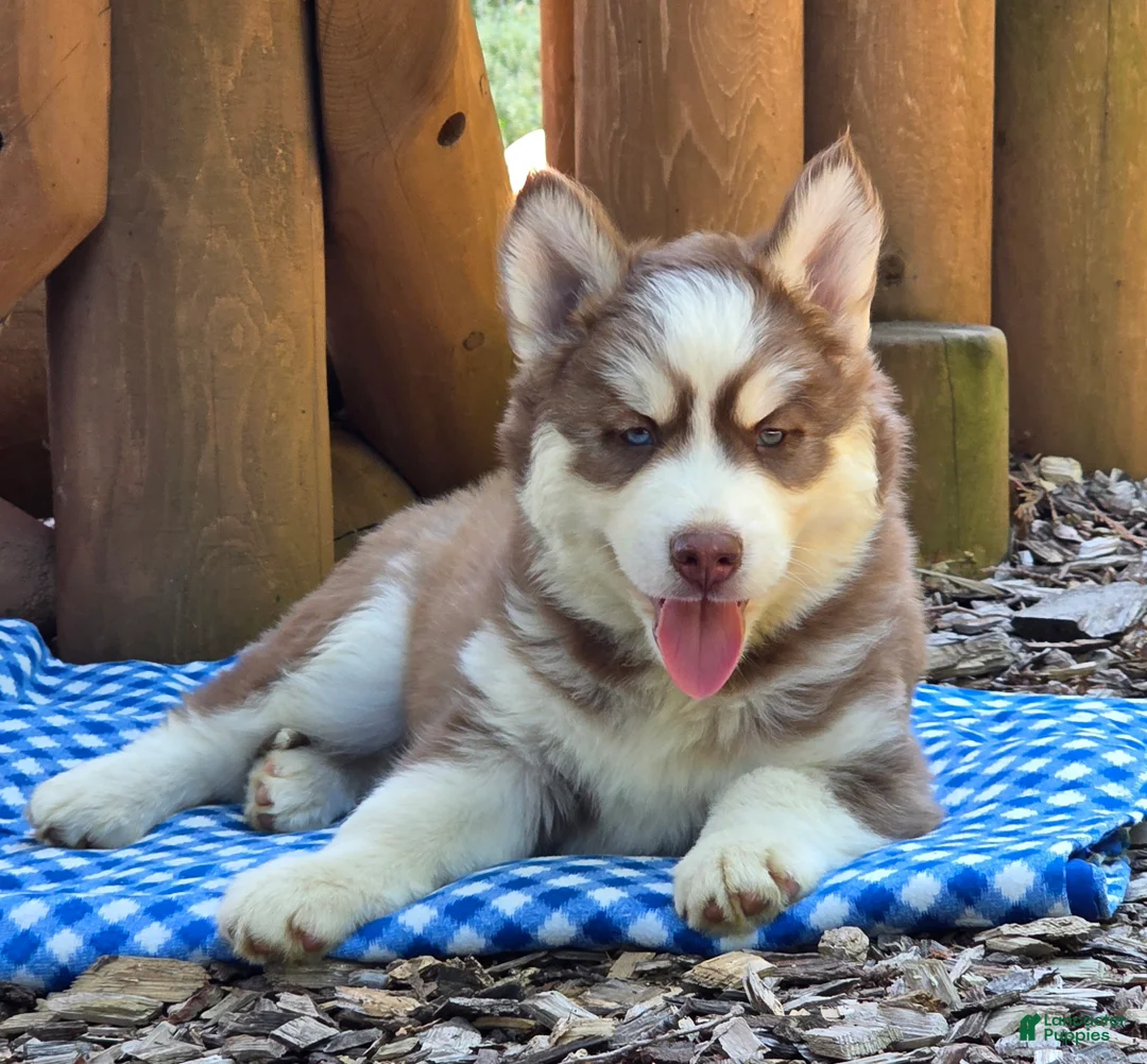 Siberian Husky dogs for sale: Fluffy - Ad 4