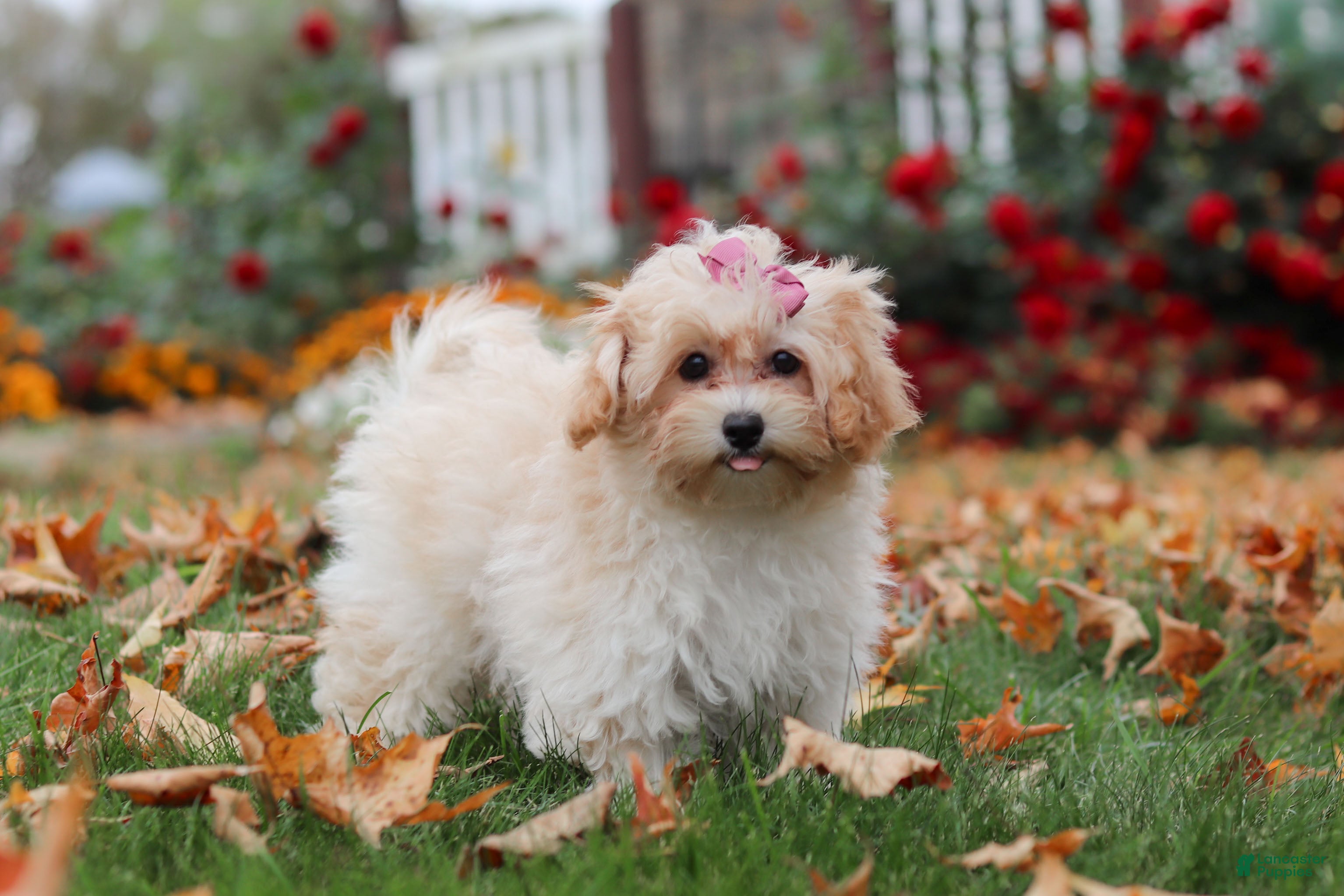 Havapoo dogs Nicole - Ad 1
