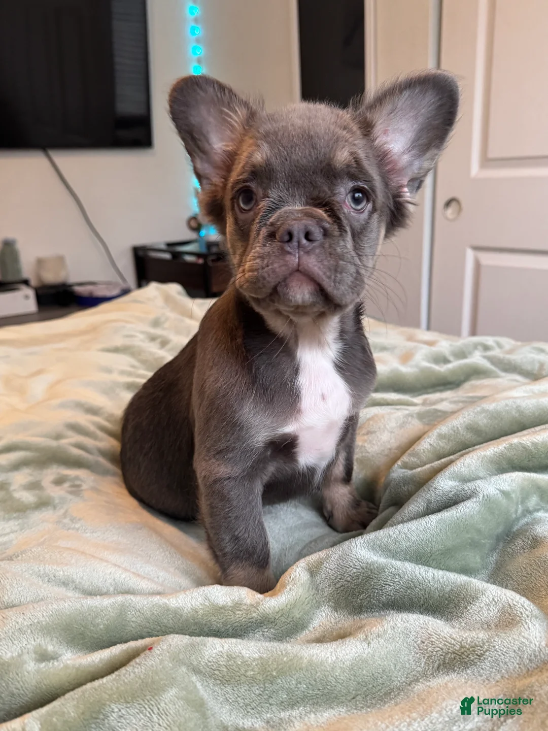 French Bulldog dogs for sale: Lilac tan Fluffy Female  - Ad 3
