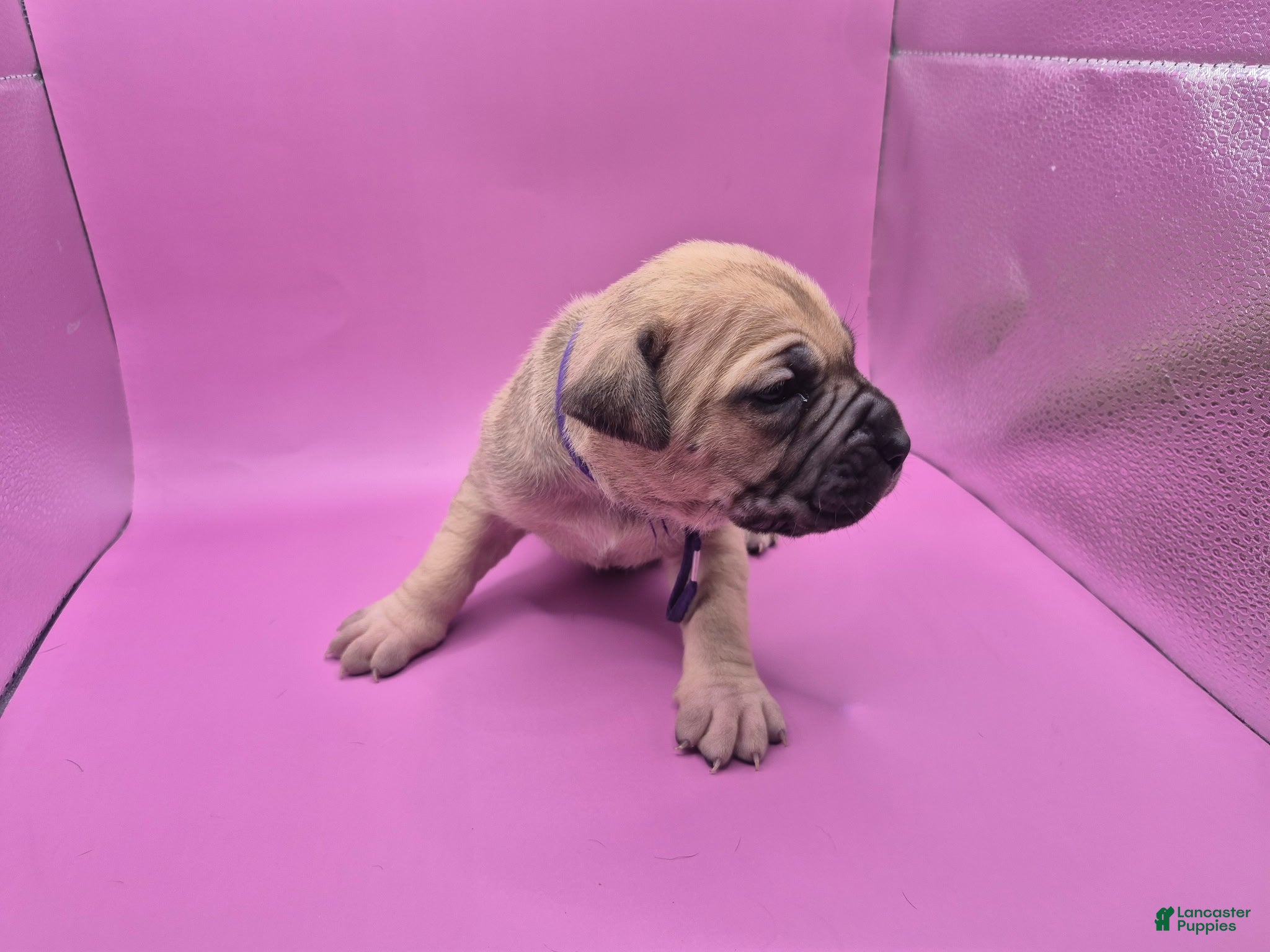 Mixed Breed dogs Purple collar - Ad 30