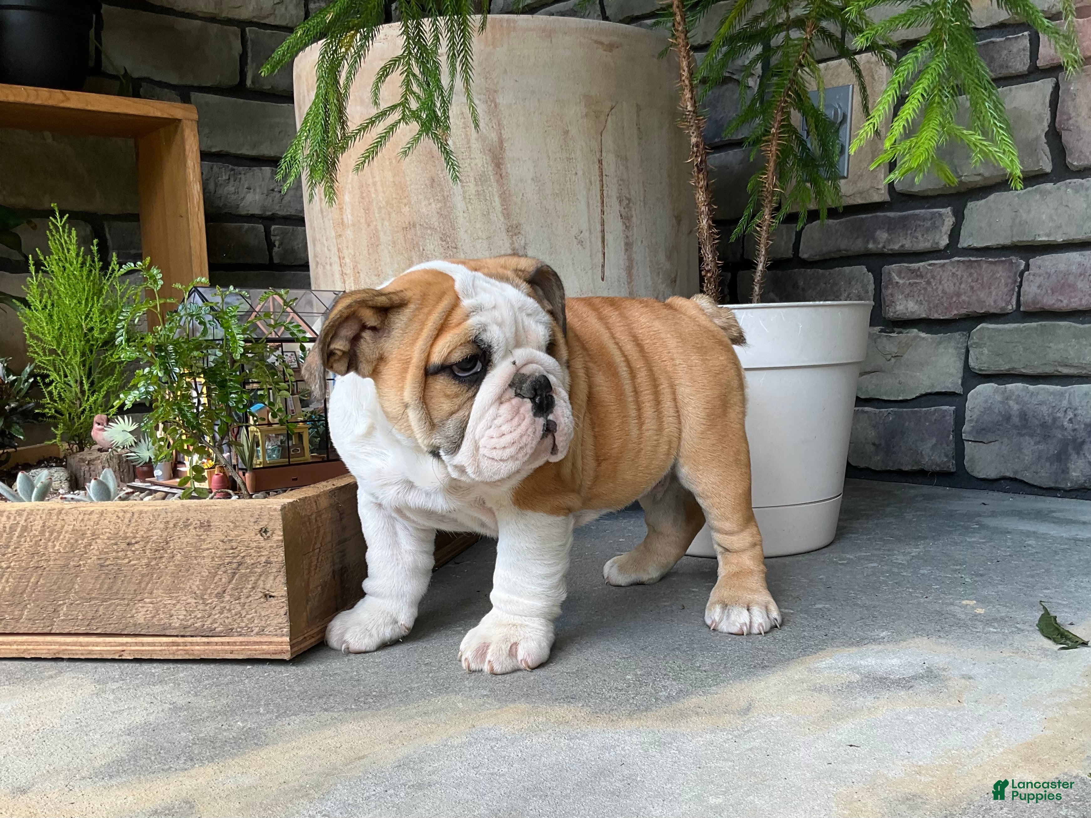 English Bulldog dogs Zander - Ad 1