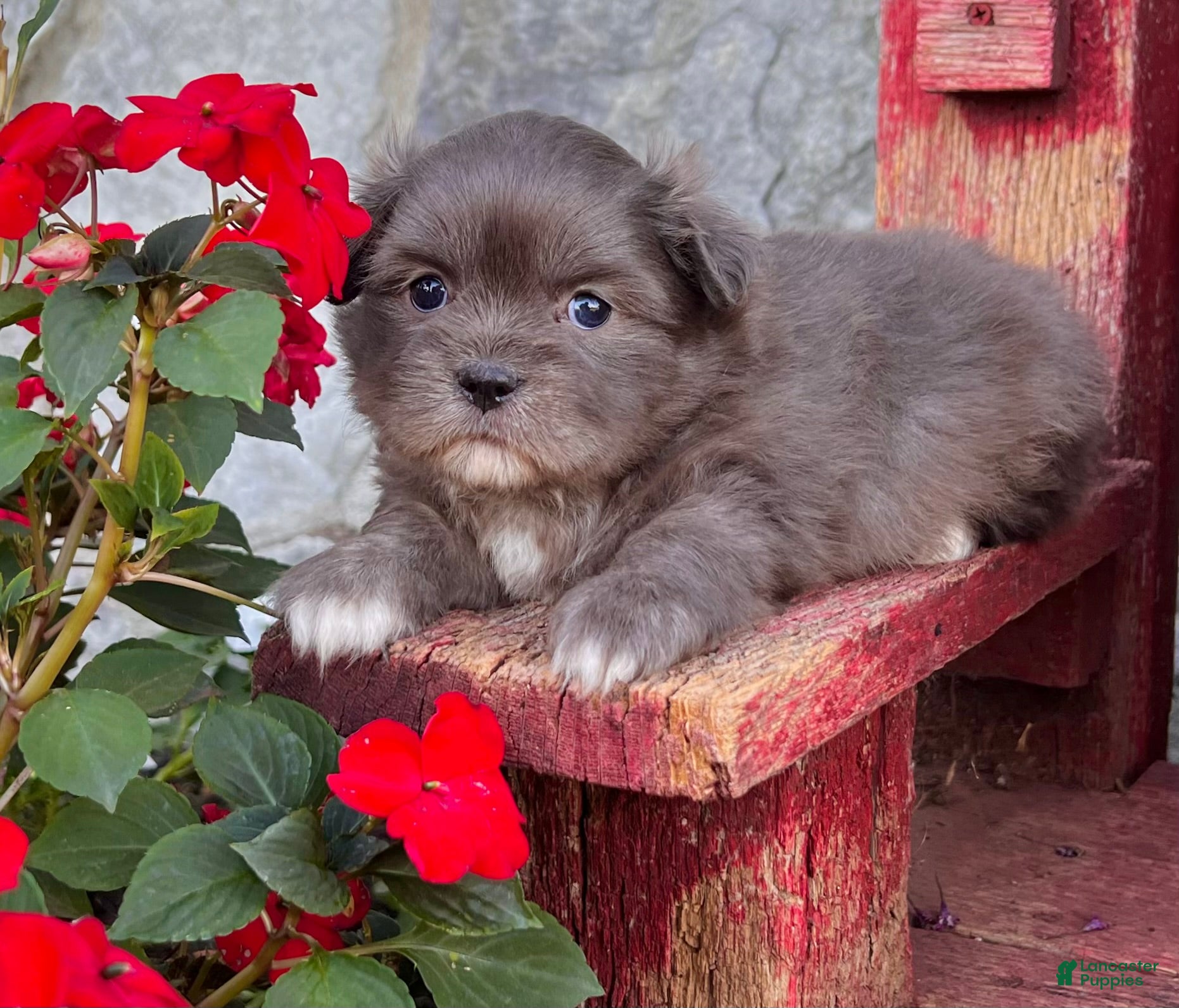 Teacup Puppies Mi Ki Puppies For Sale Under 1000 Pomeranian