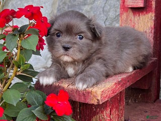 Mixed Breed dogs - Ad 35