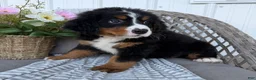 Bernese Mountain Dog dogs for sale: Stella - Ad 3