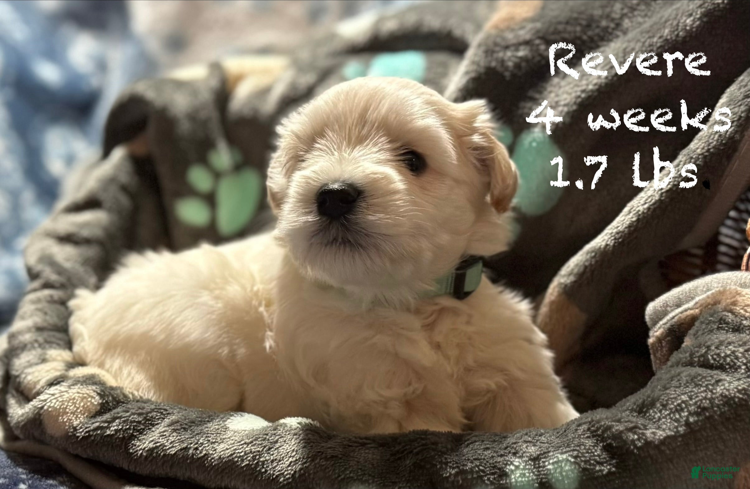 Miniature Schnauzer dogs for sale: Revere - Ad 1