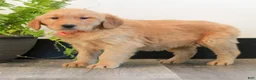 Golden Retriever dogs for sale: Tiana  - Ad 3