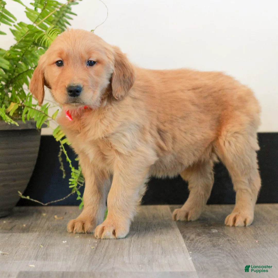 Golden Retriever dogs for sale: Tiana  - Ad 3