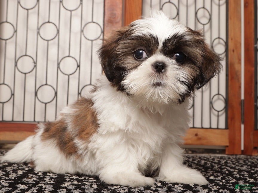 Shih Tzu dogs Walter - Ad 2