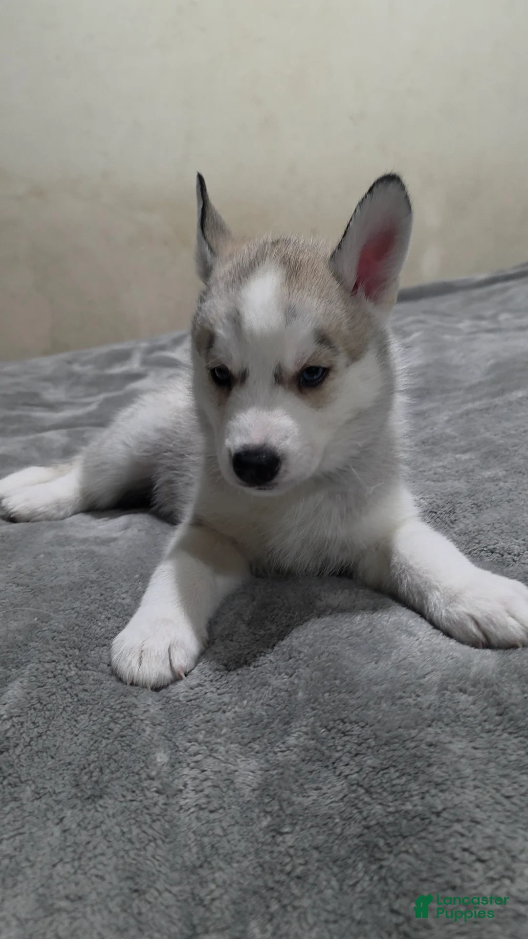 Siberian Husky dogs for sale: Siberian Husky Puppy 5 - Ad 1