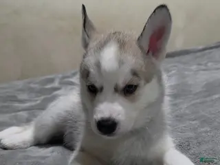 Siberian Husky dogs Siberian Husky Puppy 5 - Ad 42