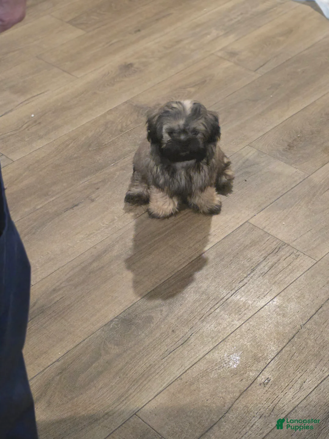 Shihpoo dogs for sale: Wolfie - Ad 1