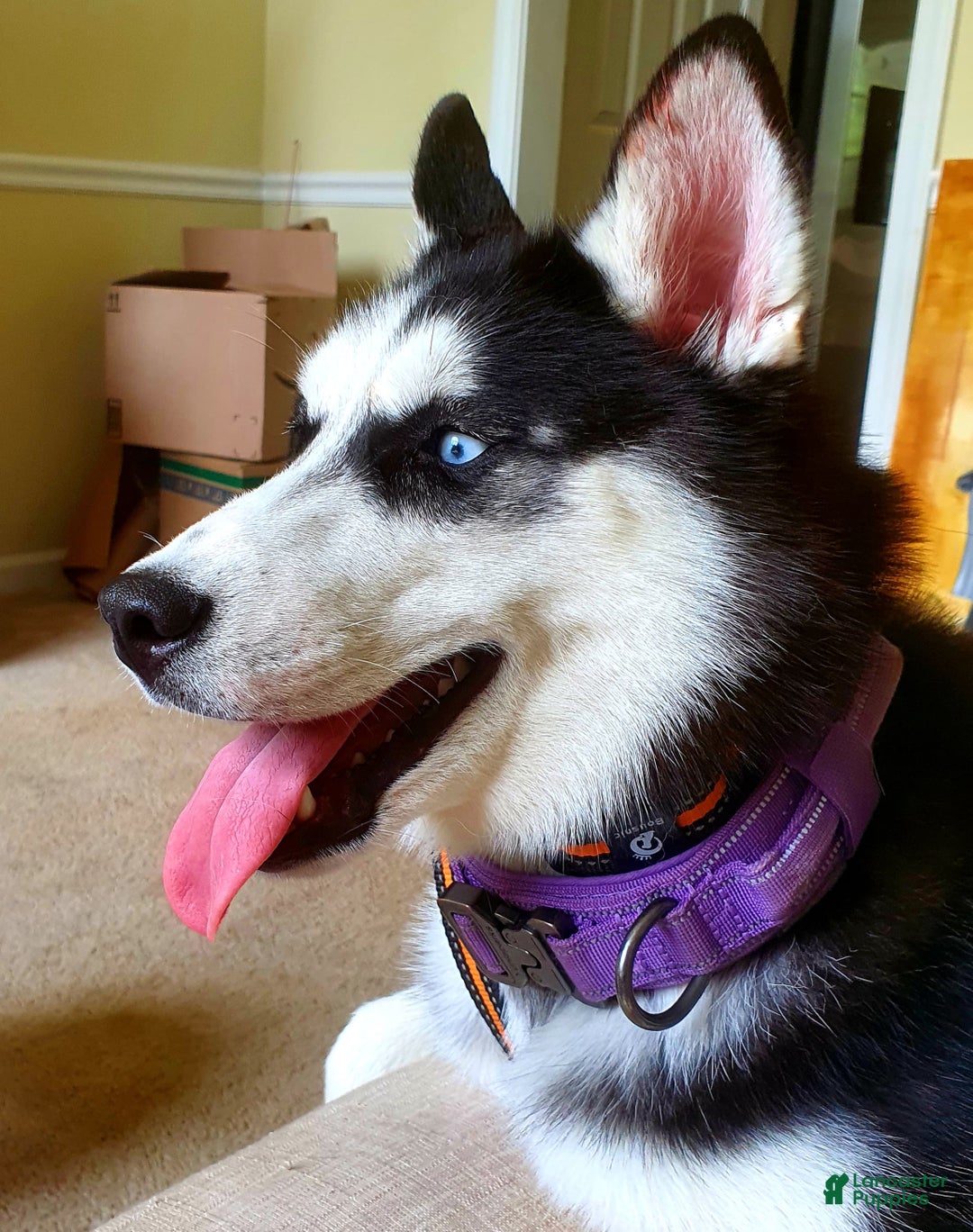 Siberian Husky dogs for sale: Panda - Ad 6