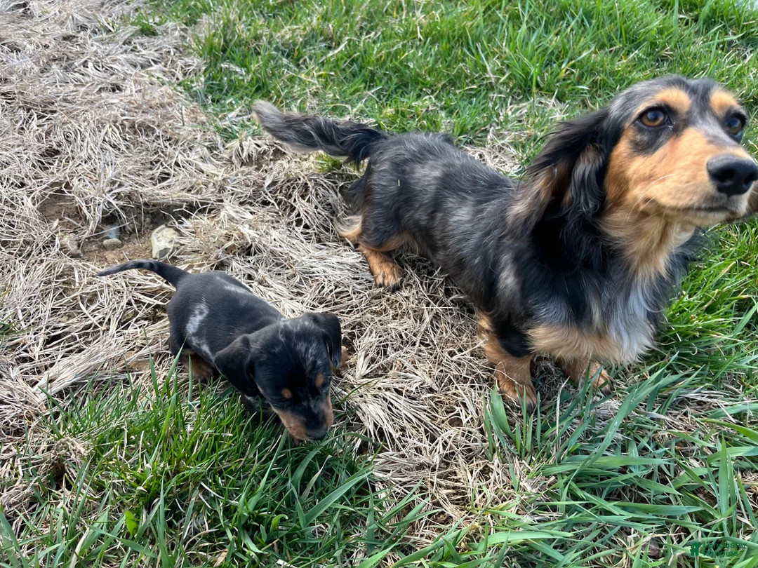 Dachshund dogs for sale: Lil Bean Sprout🐾❤️Mini AKC Genetic Tested❤️Call 717-201-9727 - Ad 2