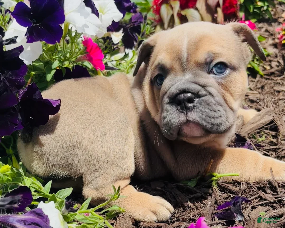 English Bulldog dogs for sale: Cecilia - Ad 18
