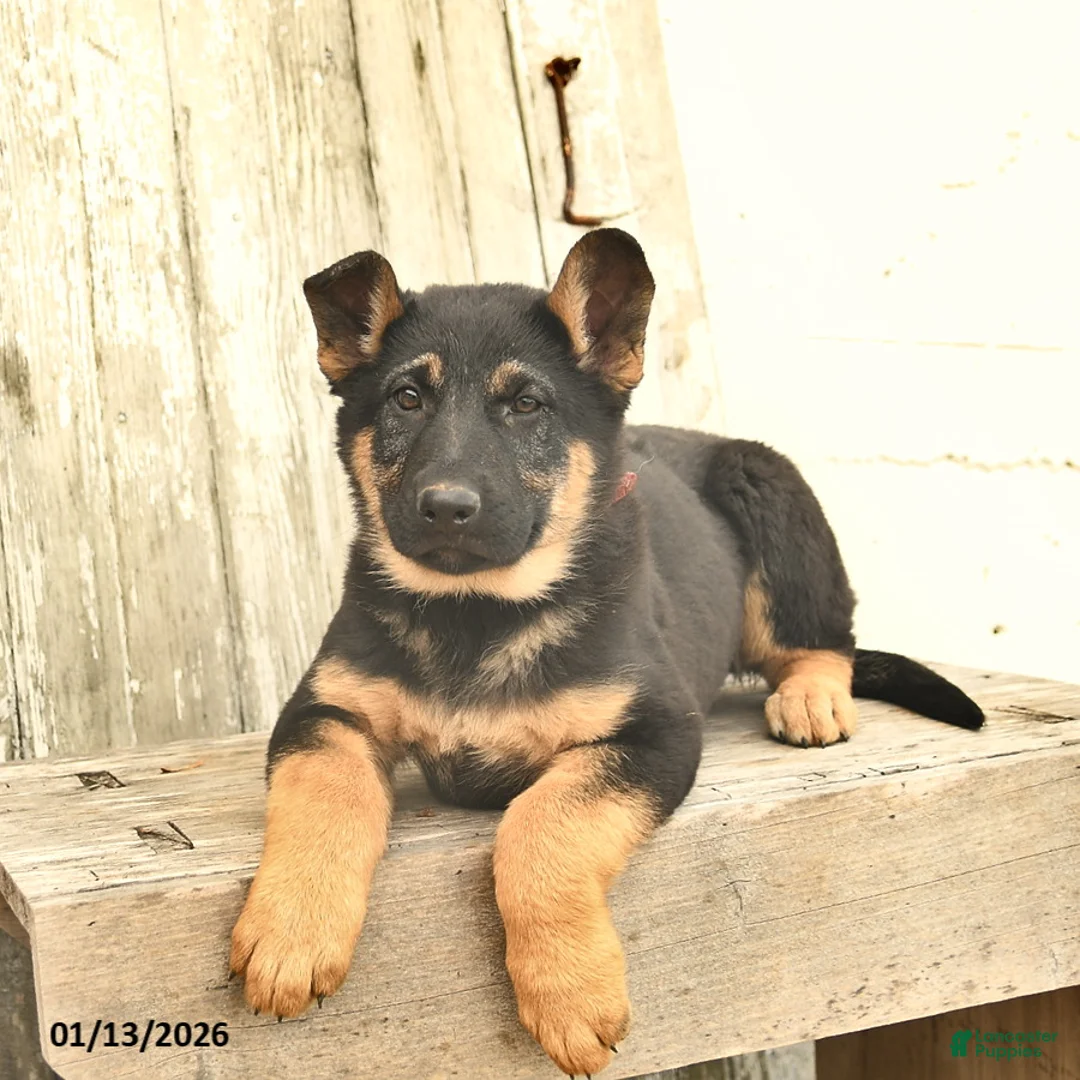 German Shepherd dogs for sale: Malerie - Ad 4